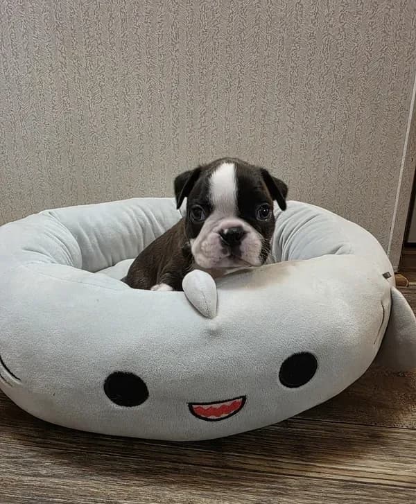 Tuck