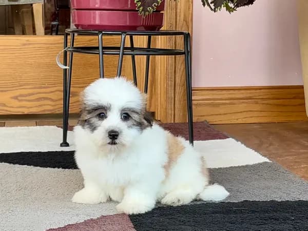 Frank