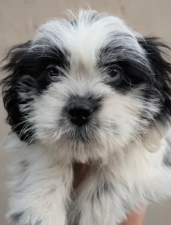 Female pup