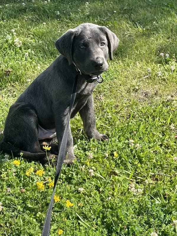Charcoal Max