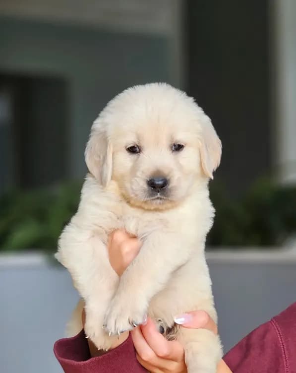 Puppy Girl ❤