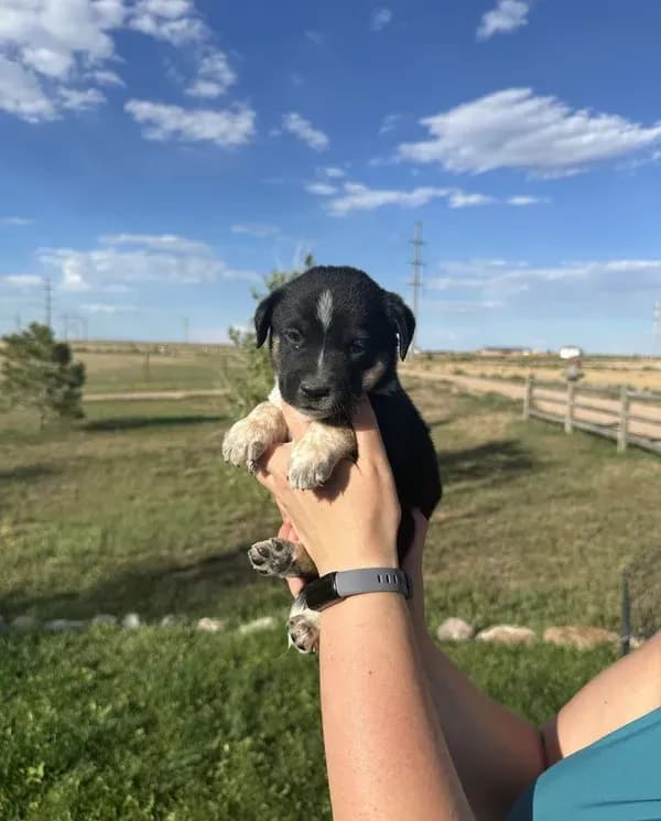 TH Tri Girl 2
