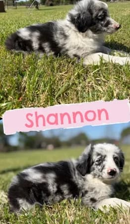 Shannon
