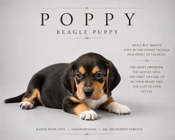 Poppy