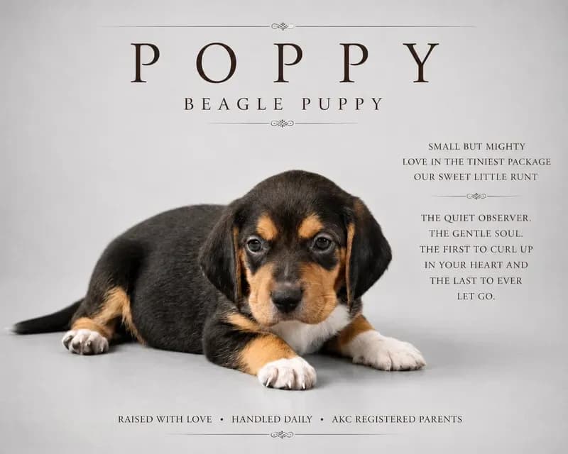 Poppy