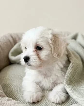 Teddy