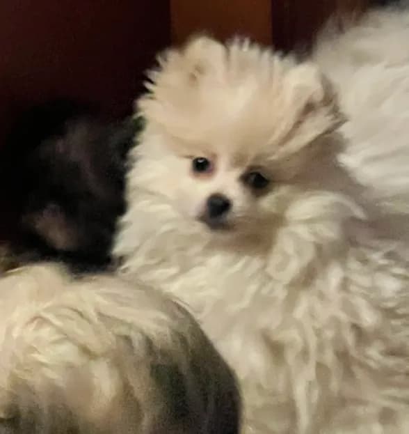Puppy