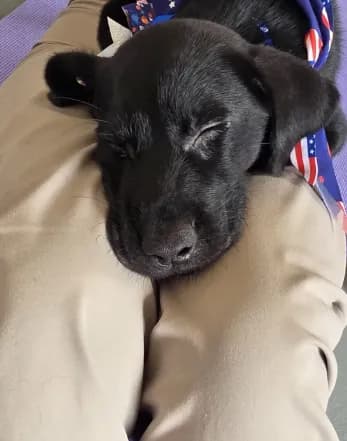 Pure bred Labrador Puppy