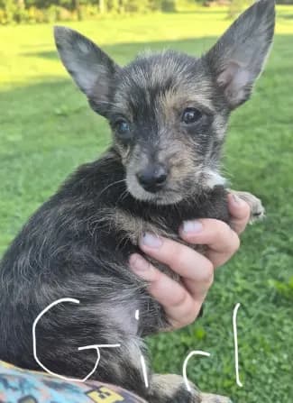 Girl puppy