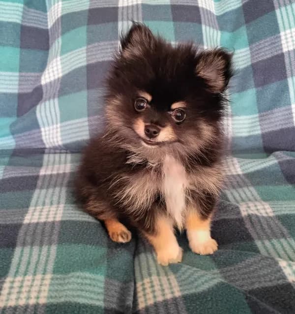 Diesel TEACUP