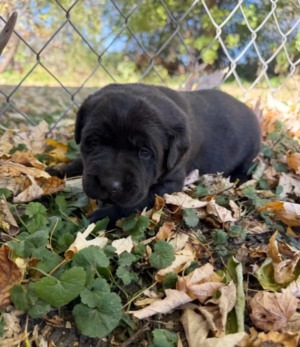 Black female