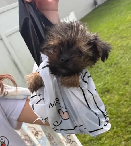 Tiny male yorkie rehoming