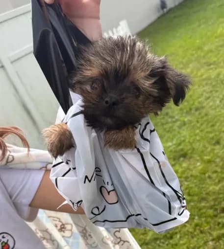 Tiny male yorkie rehoming