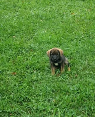 Sable