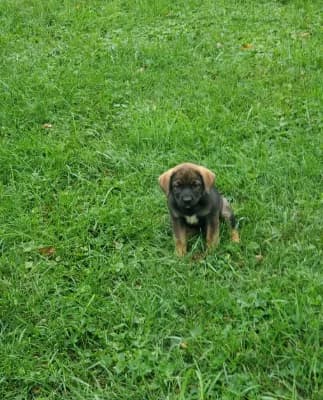 Sable