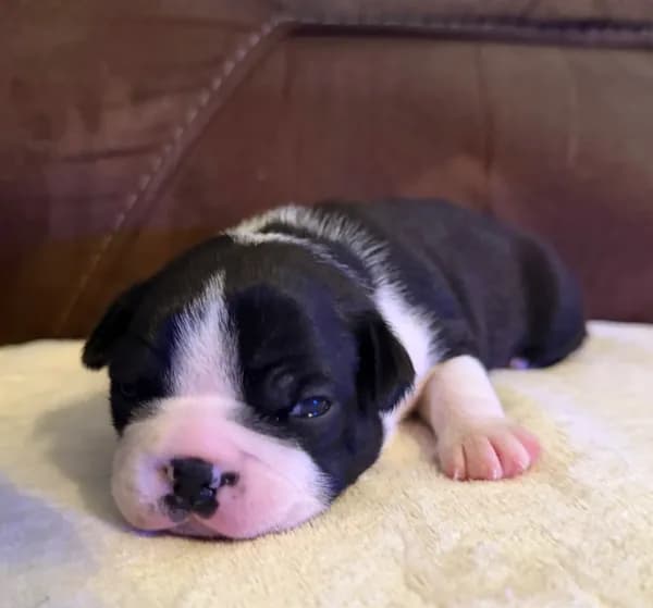 Milo