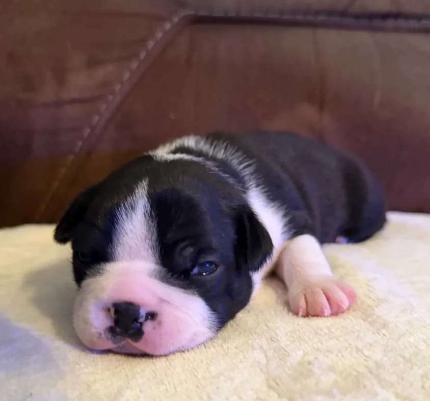 Milo