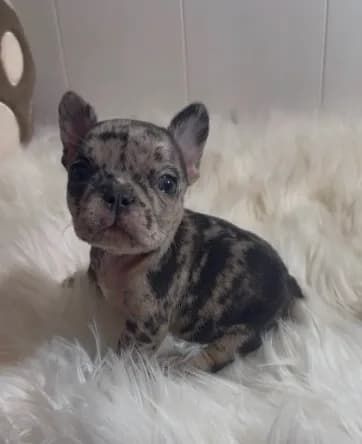 Fiona
