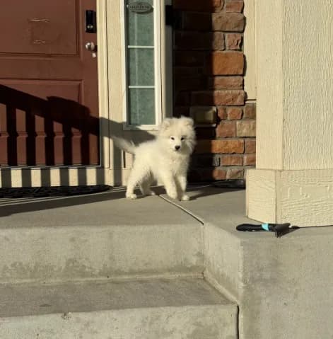 Chase