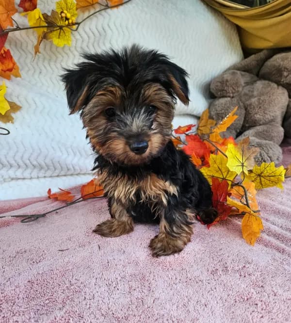 Sammy