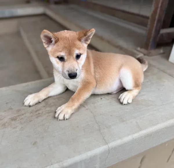 AKC Shiba Inu Male