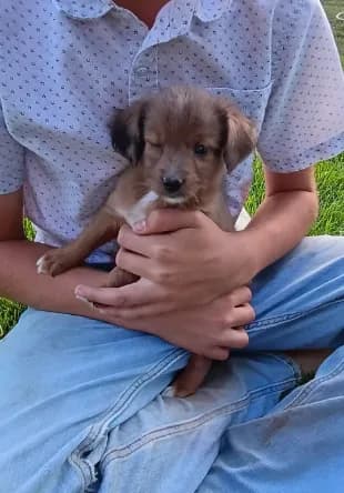 Penny