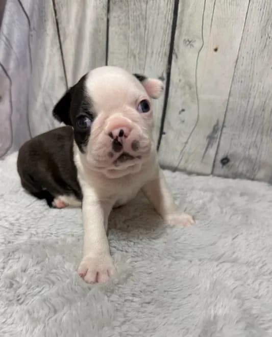 Boy 2