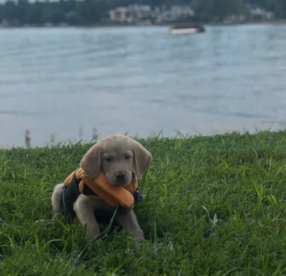 Jake