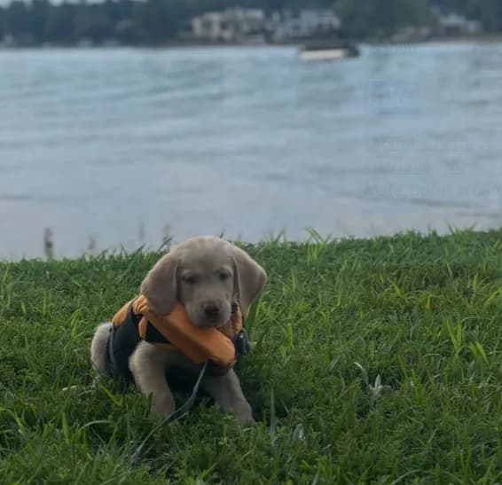 Jake