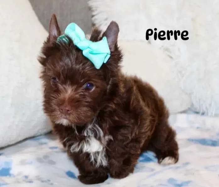 Pierre Dark Chocolate