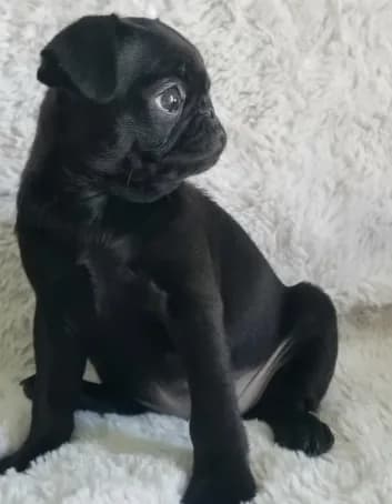 Blacky
