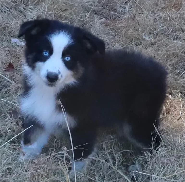 AKC Blue Eyes Champion Line