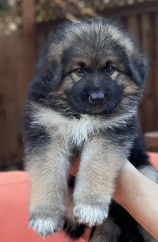 KING SHEPHERD