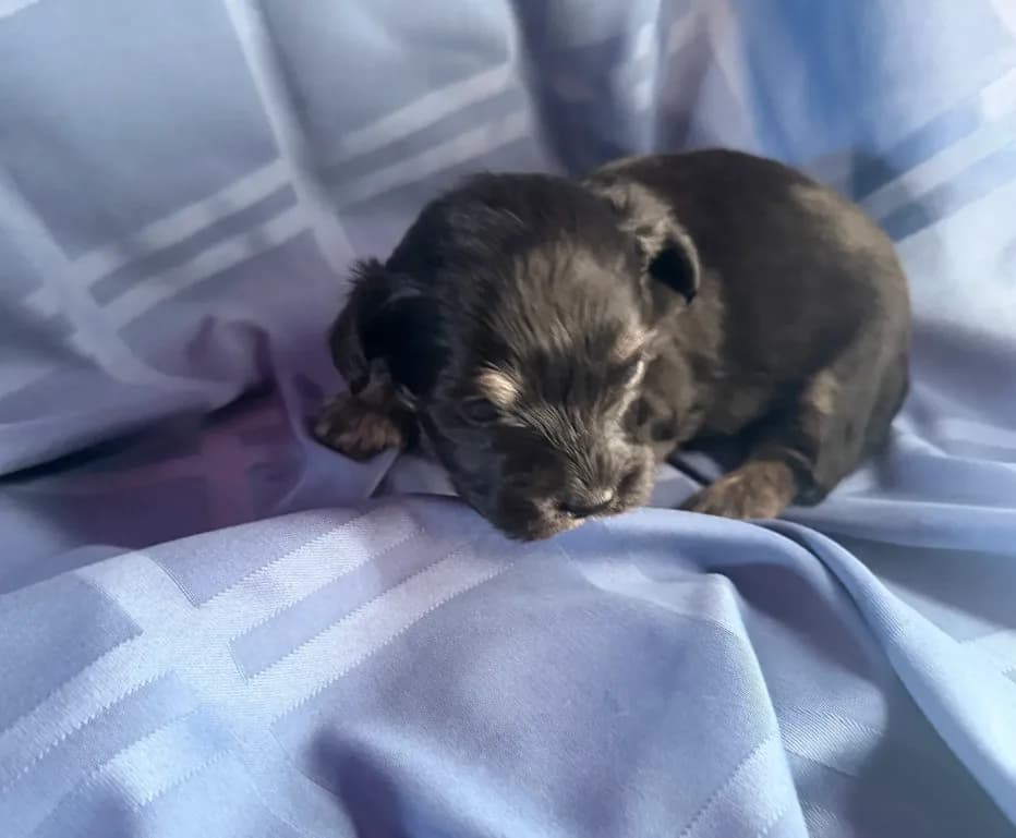 Little guy