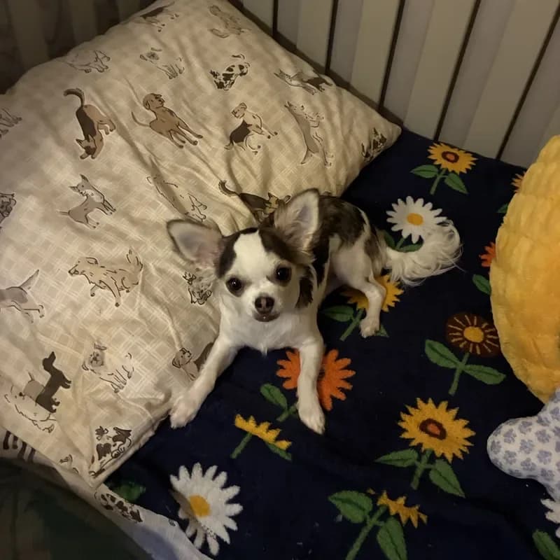 Toby