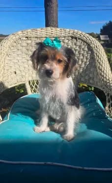 Sophie
