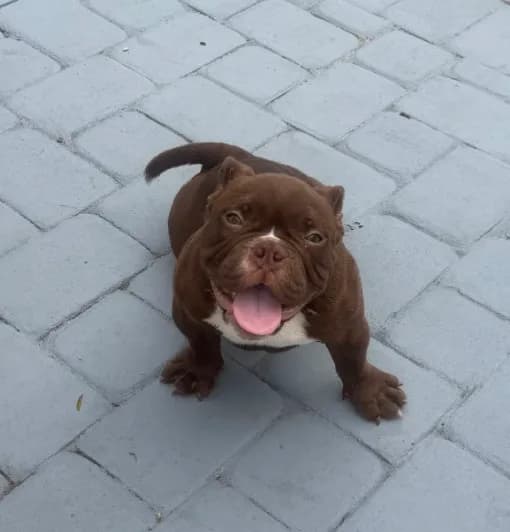 Buddy