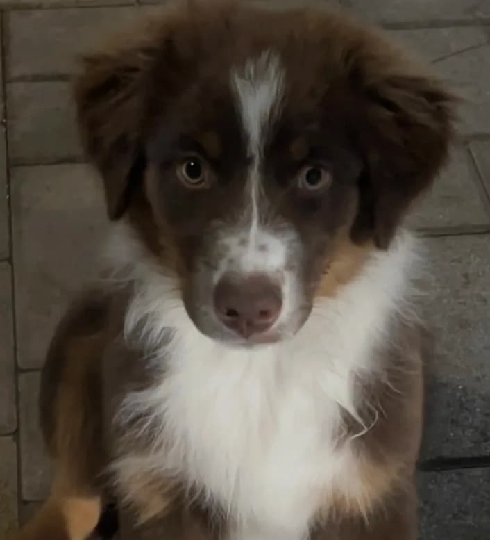 Puppy 1