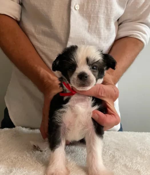 Powder Puff - Female - Red