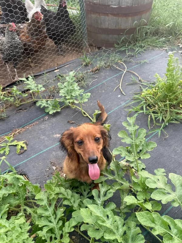 Duke