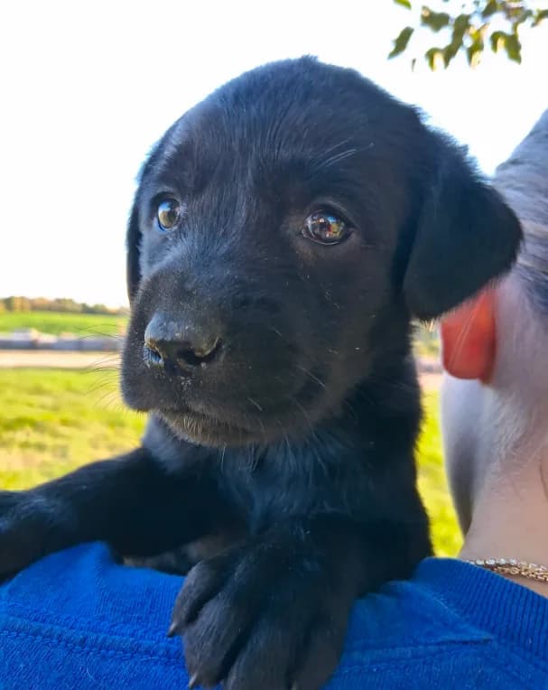 AKC English Black Lab Female
