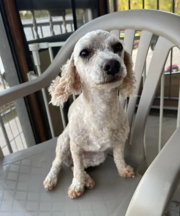 AKC Minnie