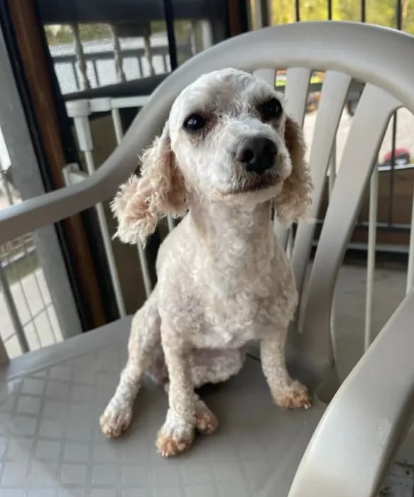 AKC Minnie