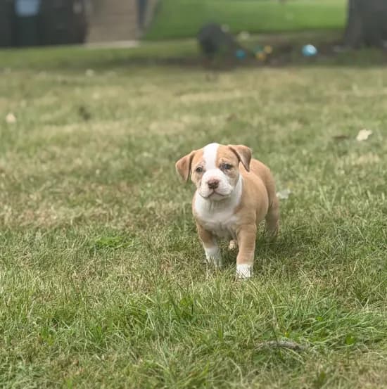 ABKC Extreme Merle Bull female puppy!!!