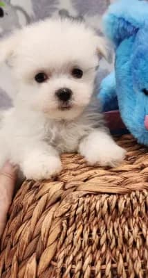 Maltese Male