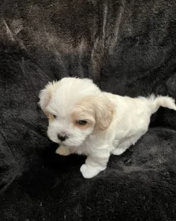 Maltipoo Male