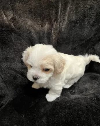 Maltipoo Male