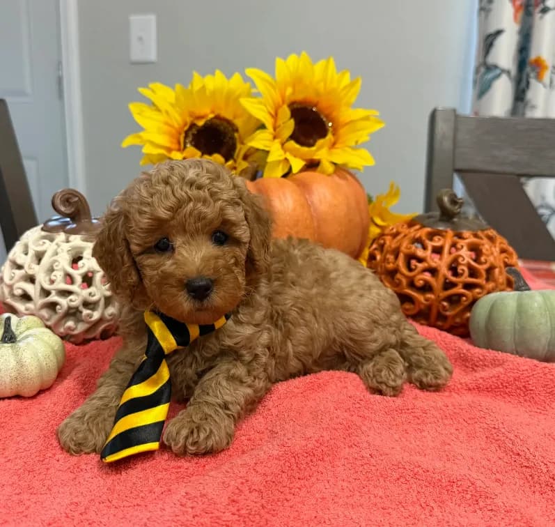 Milo