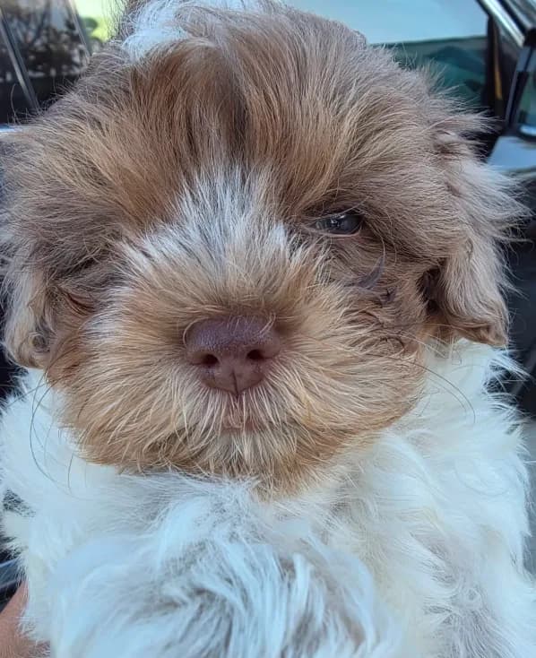 Pocky (Merle Teacup Maltipoo)