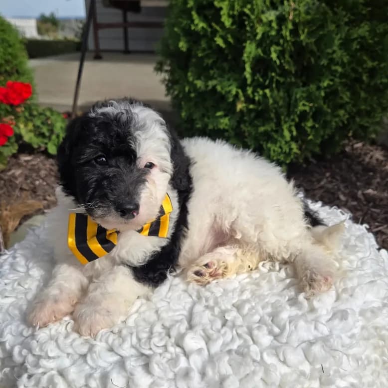 Jinx